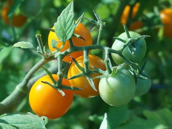 Обприскування помідор сироваткою – ефективний метод для захисту рослин