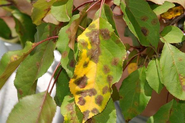 Головні причини жовтіння листя на яблуні влітку