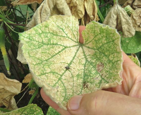 Причини сохнення листя огірків