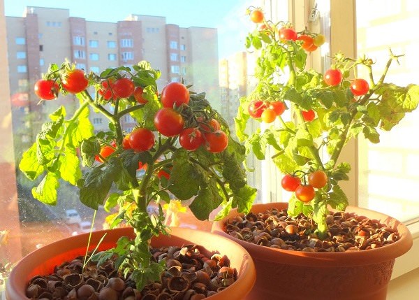 Вирощуйте свої овочі на балконі