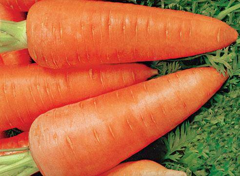 Кращі сорти моркви: огляд та порівняння
